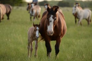 Reining in the Mystery
