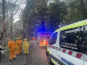 Man  trapped by fallen tree in Olinda