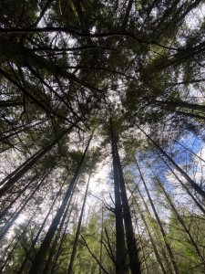 Celebrate international tree day in Knox