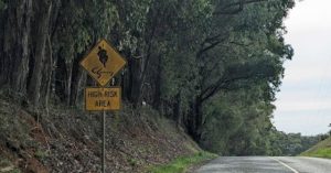 Fatal Collision in Gembrook