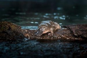 Melbourne Water to take action for the Platypus