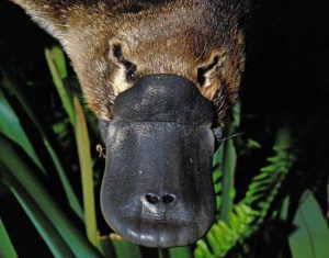 A festival to save an endangered species