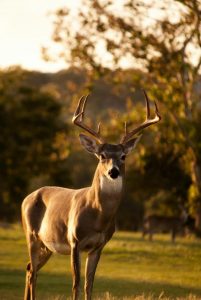 Deer eradication in the Emerald Creek Precinct