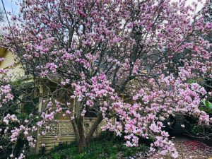 Open Gardens Victoria opens Mimosa