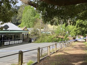 Fallen tree leaves locals without power