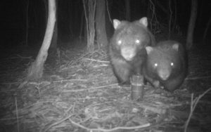 Native fauna sprung on camera