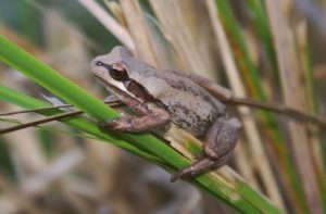Learn about frogs