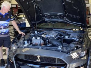 Rare mustang returned home