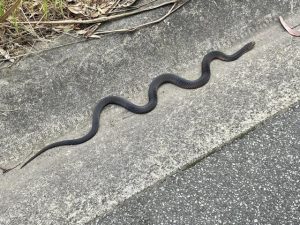 Snake sightings prompt ‘nervous’ reaction