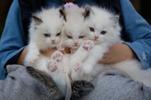 Popular pet names