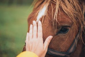 Yarra Ranges one of the worst regions for horse cruelty