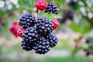 Warning not to eat blackberries as roadside and public land control program begins