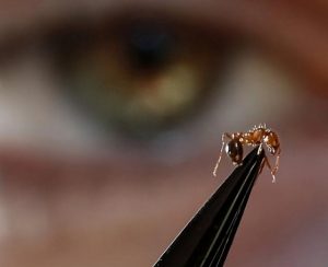 Victorian Government makes pledge to eradicate invasive fire ants