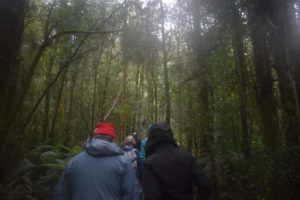 Linking of state forests and national parks recommended in VEAC interim report