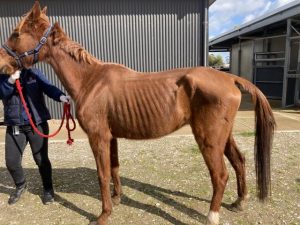 Yarra Ranges sees rise in reported animal cruelty reports