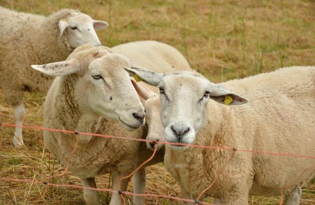 Zasoby just-in-time dla producentów owiec