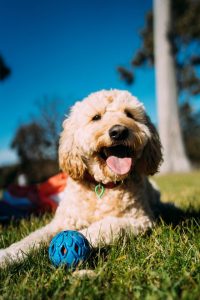 Dog park solar high-lights