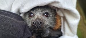 Wildlife rescue volunteers receive funding boost