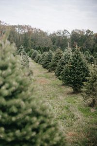 Council to collect live Christmas trees in Knox