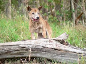 Wild Dog Control Program needs certainty