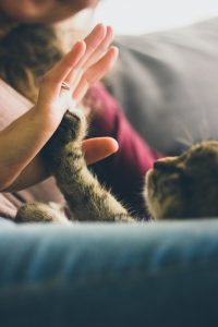 Helping reunite lost pets