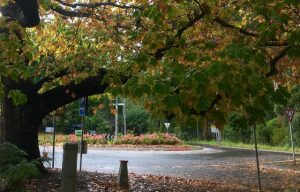 Kallista’s historical oaks restored