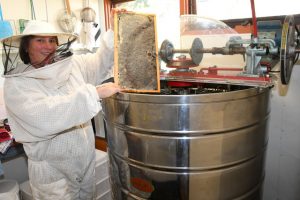 Getting a buzz out of bees