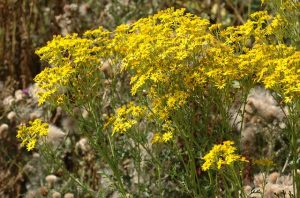 ‘Green up’ Cardinia with weed-control grants