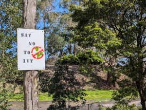 Ivy warrior takes on mammoth issue