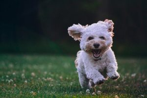 New dog park announced for Wantirna