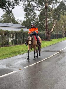Horse and bike trails clash