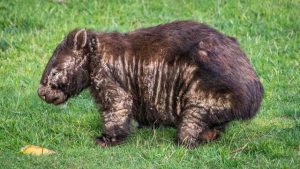 Join the fight against wombat mange this World Wombat Day