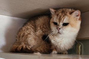 Illegal cat breeders convicted and fined over $100k