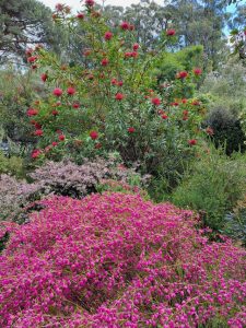Sowing the story – how May, Edna and Kath ‘planted’ a legacy