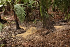 Call for law changes for feral deer continues