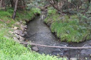 Platy-boost for Monbulk Creek