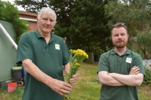 Keep an eye out and remove the invasive Ragwort weed