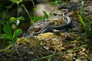 Be prepared for snakes, anywhere, in hot weather