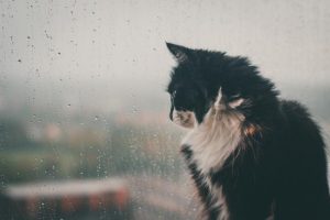 Raise the ruff and have your say on cats and dogs in Knox