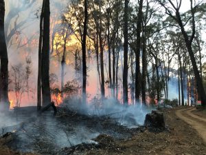 Planned Burn for Emerald