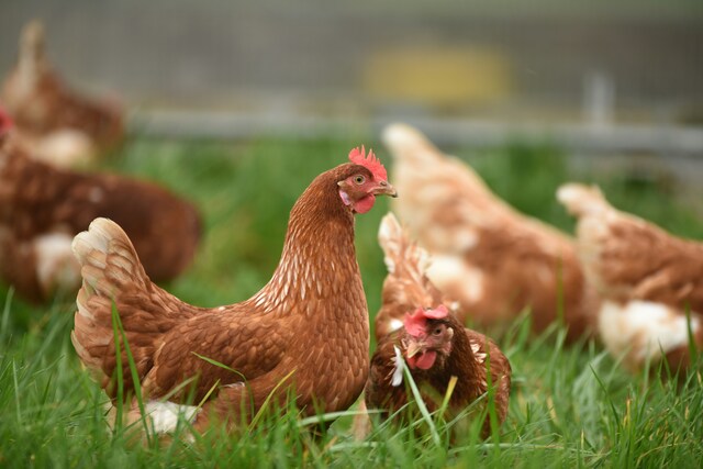 Chickens_465161_01.jpg