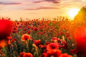 110 years since Gallipoli, 80 years since WWII – Dandenong Ranges remembers