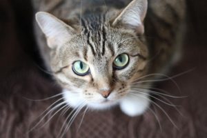 The cat distribution system