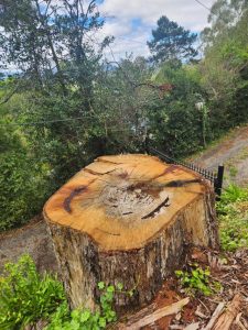 Branching out: Kalorama residents call for reforestation in Kalorama
