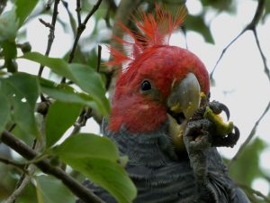 Gang-gang cockatoo caught in berry good act