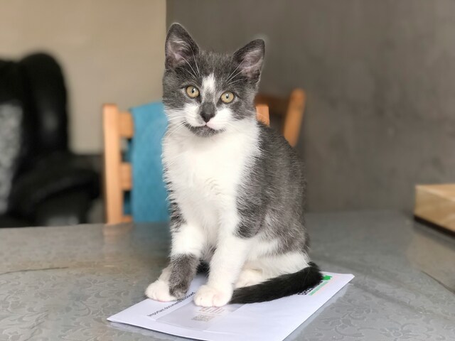 Door knocking for pet registration begins soon