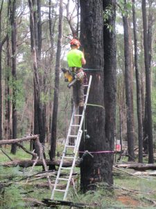 Emerald Rotary leads habitat restoration in Cockatoo