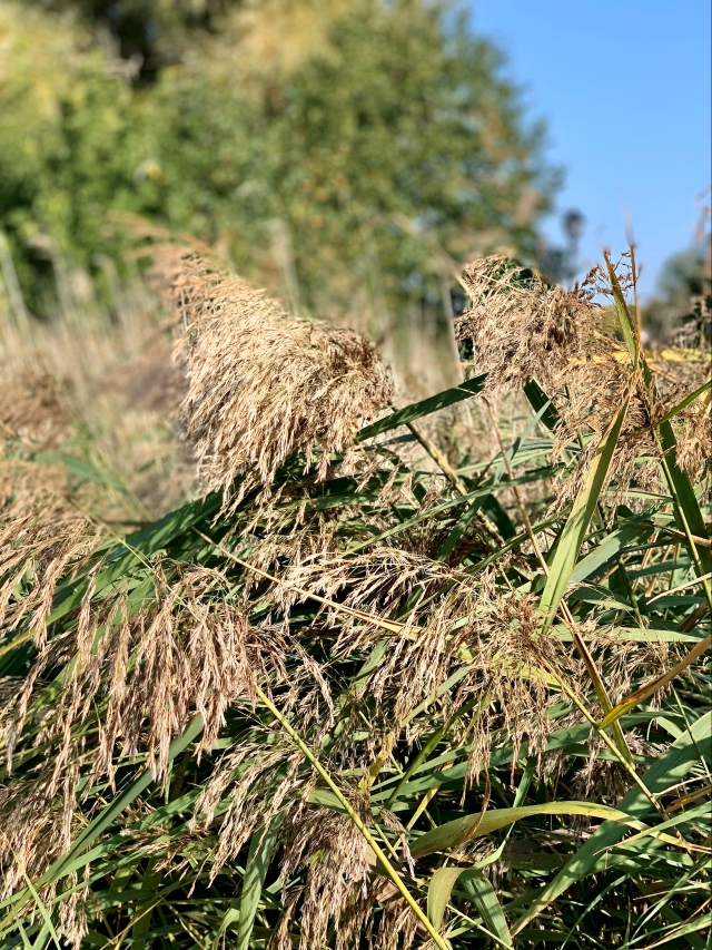Weeds still a worry despite council progress