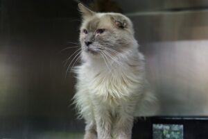 Rethink roaming: don’t let curiosity kill your cat