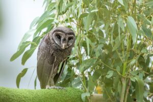 Great return to the wild for sooty owl